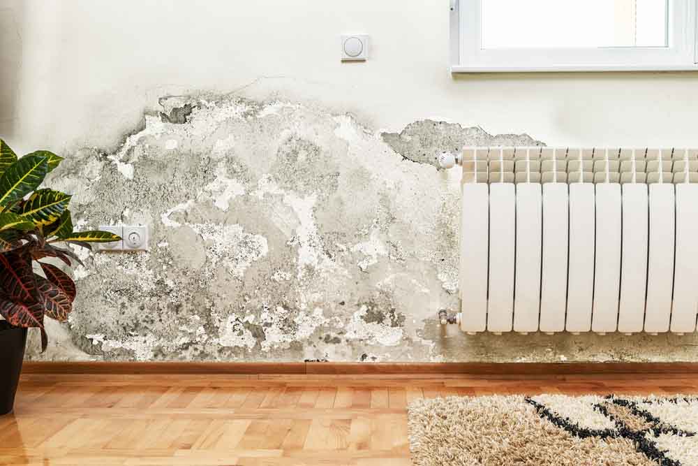 Mold growth in home interior Hendersonville, NC