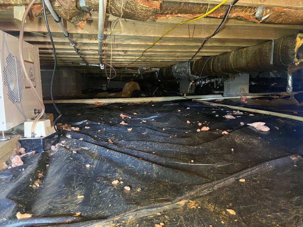 Professional Crawl Space Cleaning Services