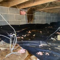 Quality Crawl Space Cleaning Services