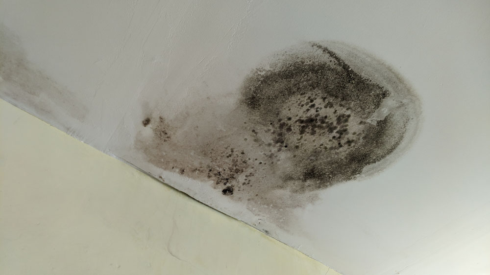 mold on ceiling Hendersonville, NC